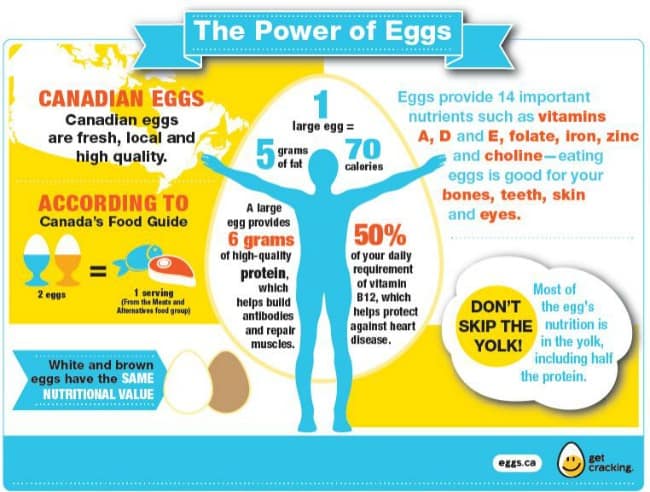 Egg Nutrition